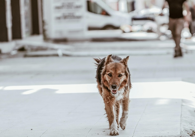 Bitten by a Stray Dog? Here’s What to Do Immediately