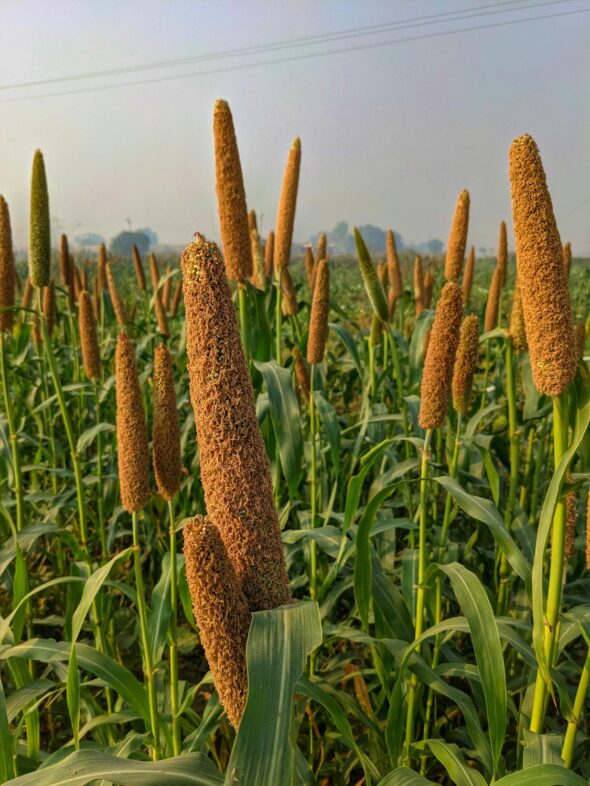 Pearl millet